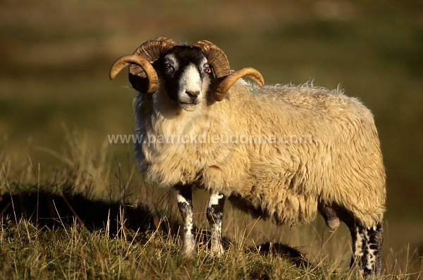 Scottish Blackface ram, Scotland -  Bélier, Ecosse - 16271