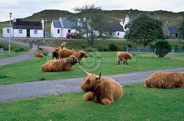 Highland cattle, Lochalsh, Scotland - Vaches, Ecosse - 18807