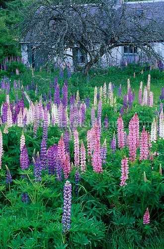 Lupines, Grampians, Scotland - Lupins, Grampians, Ecosse - 18840