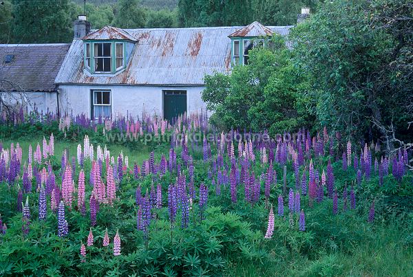 Lupines, Grampians, Scotland - Lupins, Ecosse - 18841