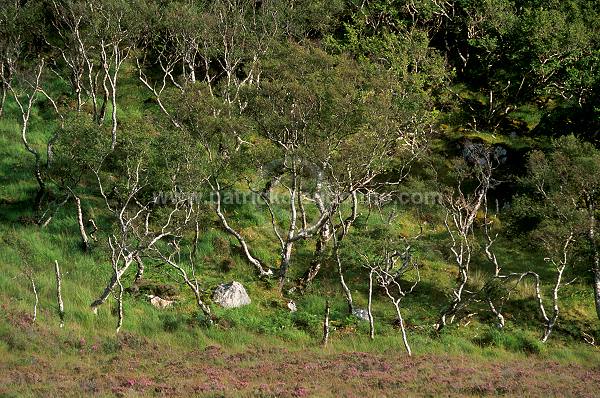 Inverpolly Nature reserve, birch, Scotland -  Ecosse - 18869