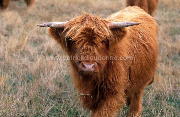 Highland cattle, Scotland  -  Highland cattle, Ecosse - 18959