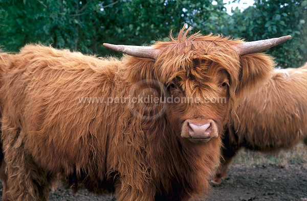 Highland cattle, Scotland  - Vache Highland cattle, Ecosse - 18960