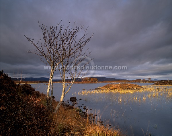 Rannoch moor, Highlands, Scotland - Rannoch moor, Ecosse - 15833