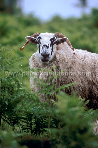 Scottish blackface sheep, Scotland - Mouton, Ecosse - 18963