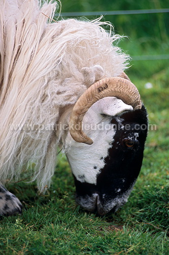 Scottish blackface sheep, Scotland - Mouton, Ecosse - 18964
