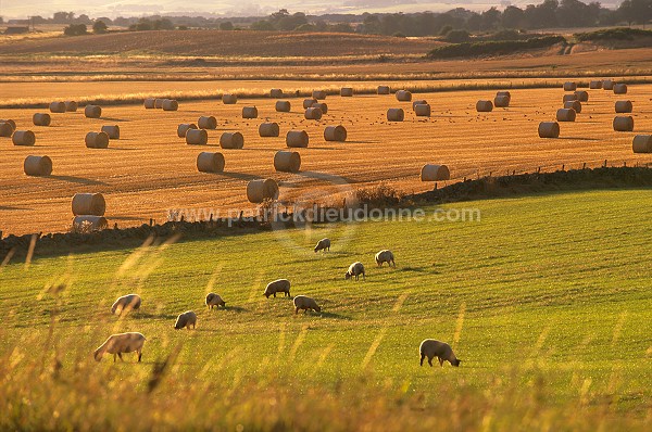 Crops and sheep, Perthshire, Scotland - Ecosse -  15992