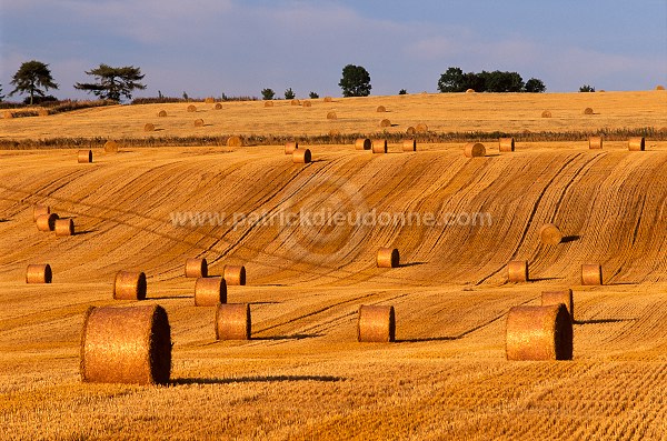 Harvested crops, Perthshire, Scotland -  Ecosse - 15998