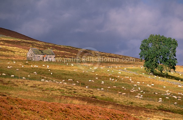 Winding road, Perthshire, Scotland - Ecosse - 16025