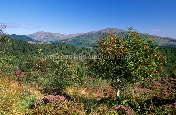 Trossachs Hills, Scotland - Trossachs, Ecosse - 16125