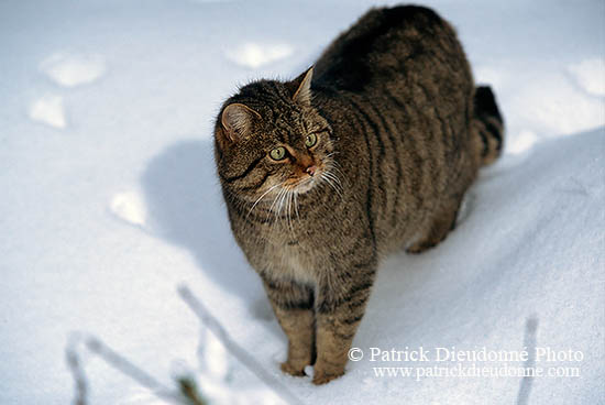 Chat forestier - Wild cat - 16448