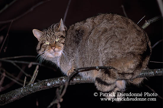 Chat forestier - Wild cat - 16450