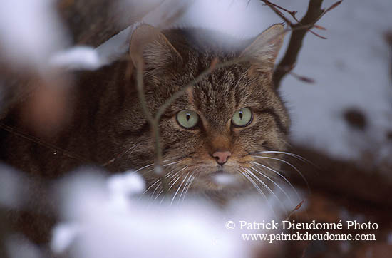 Chat forestier - Wild cat - 16451