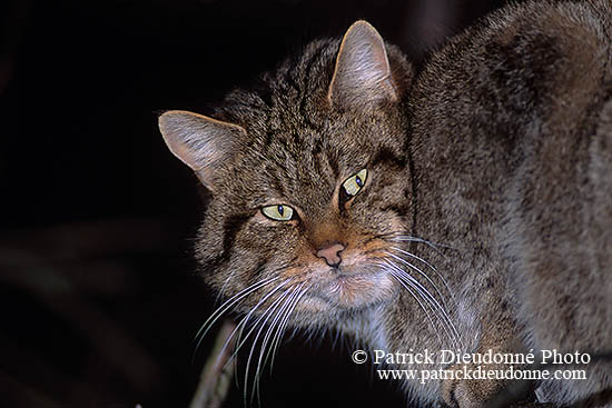 Chat forestier - Wild cat - 16452