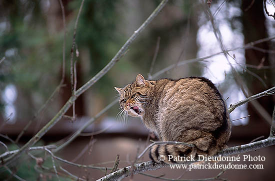 Chat forestier - Wild cat - 16453