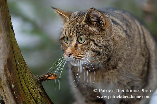 Chat forestier - Wild cat - 16455