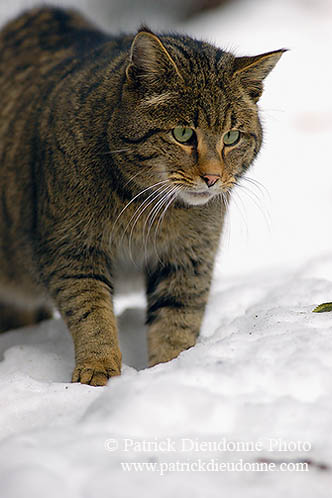 Chat forestier - Wild cat - 16457