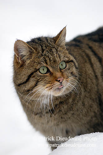 Chat forestier - Wild cat - 16458