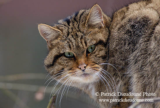 Chat forestier - Wild cat - 16459