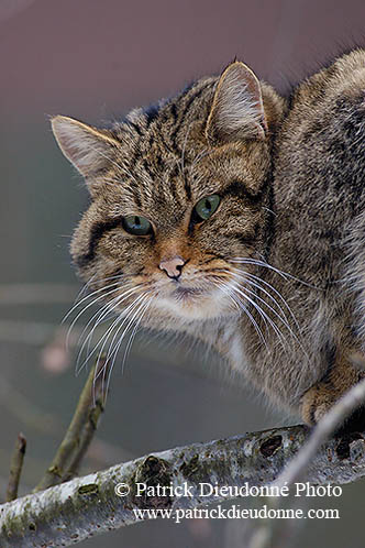 Chat forestier - Wild cat - 16460