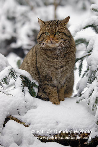 Chat forestier - Wild cat  - 16462