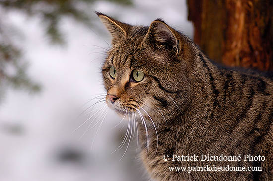 Chat forestier - Wild cat  - 16464