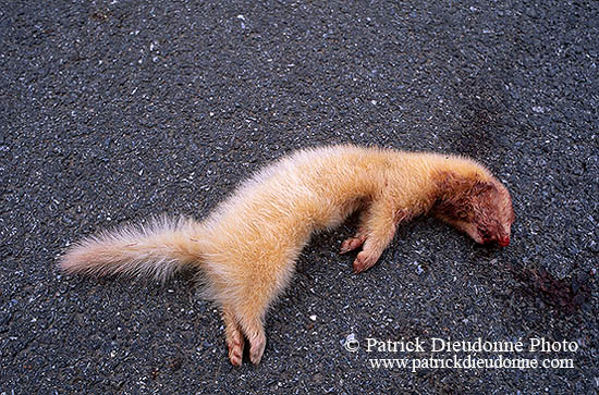 Furet putoisé - Ferret-polecat - 16544