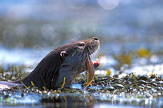 Loutre d'Europe - European Otter - 16737