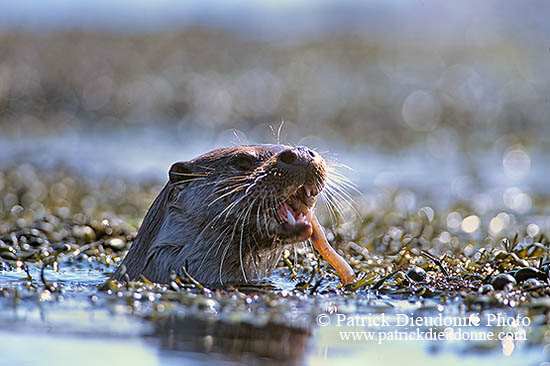 Loutre d'Europe - European Otter - 16738