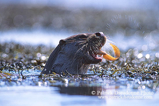 Loutre d'Europe - European Otter - 16740