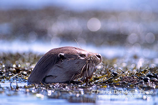 Loutre d'Europe - European Otter - 16741