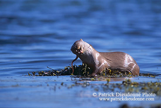 Loutre d'Europe - European Otter  - 16743