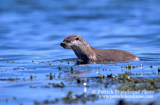 Loutre d'Europe - European Otter  - 16744