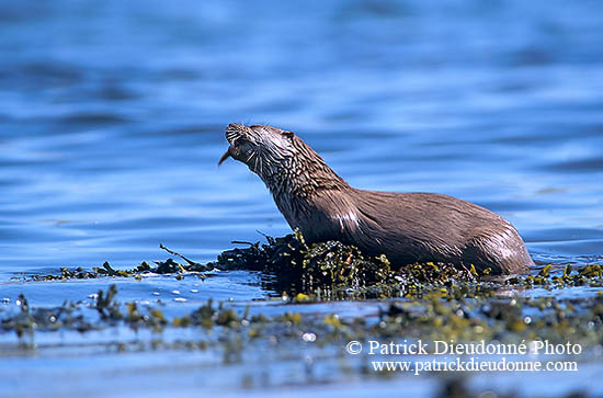 Loutre d'Europe - European Otter  - 16745