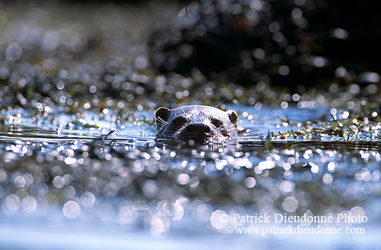 Loutre d'Europe - European Otter  - 16748