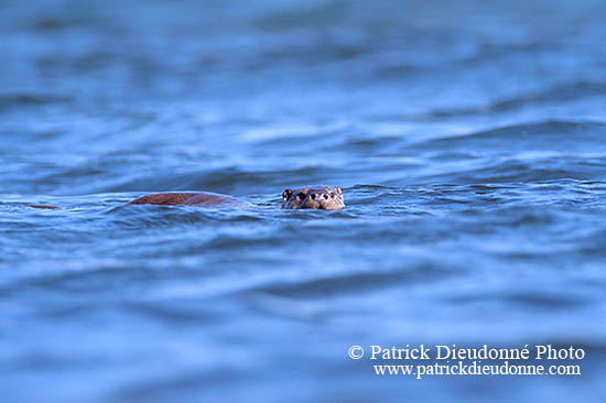 Loutre d'Europe - European Otter  - 16749