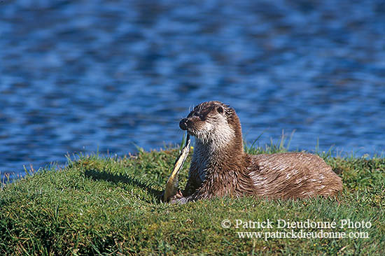 Loutre d'Europe - European Otter  - 16751