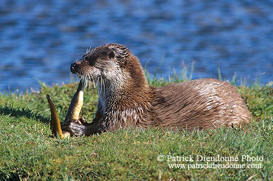 Loutre d'Europe - European Otter  - 16753