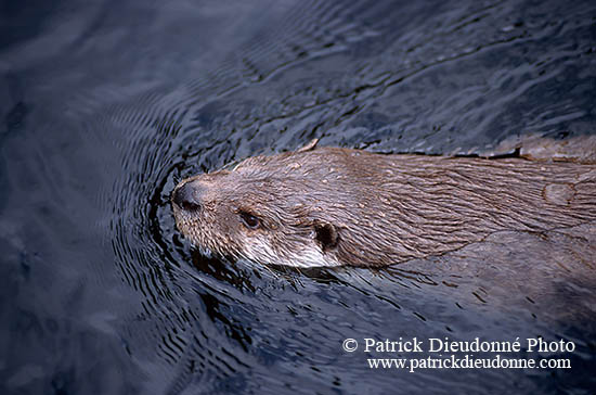 Loutre d'Europe - European Otter - 16754