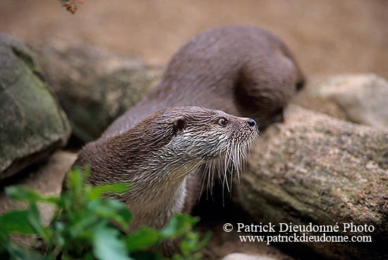 Loutre d'Europe - European Otter - 16755