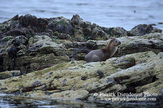 Loutre d'Europe - European Otter - 16757