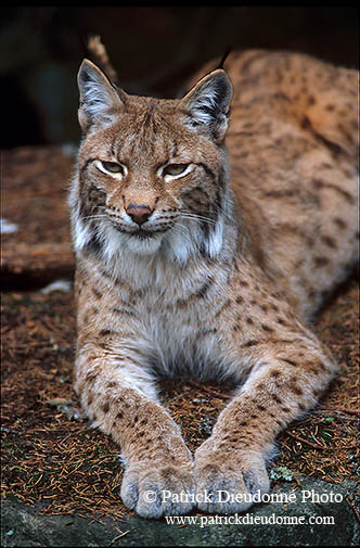 Lynx - 16778