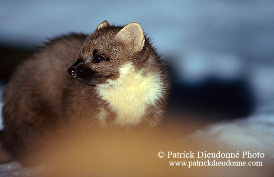 Martre - Pine Marten - 16802