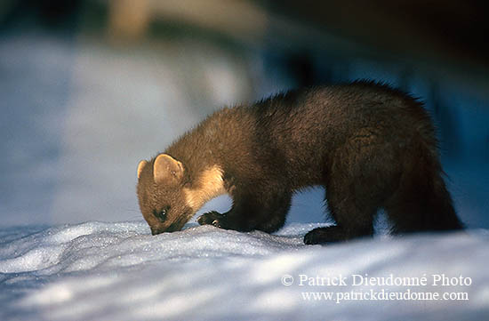 Martre - Pine Marten  - 16803