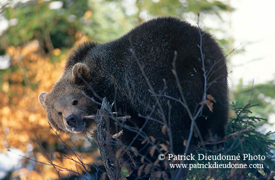 Ours brun - Brown Bear - 16808