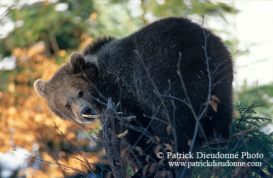 Ours brun - Brown Bear - 16809