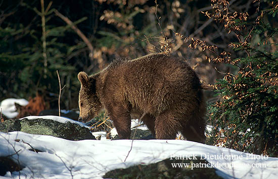 Ours brun - Brown Bear - 16811