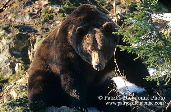 Ours brun - Brown Bear - 16812