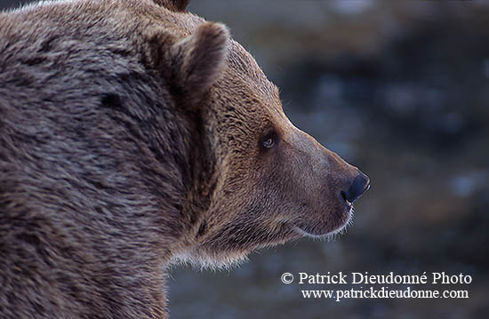 Ours brun - Brown Bear - 16813