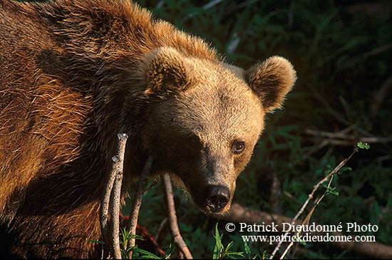 Ours brun - Brown Bear - 16814